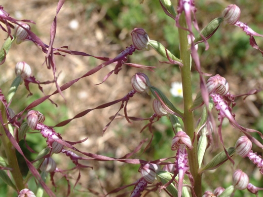 Himantoglossum adriaticum